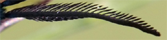 Chiavi di identificazione degli Zygaenidae d''Italia